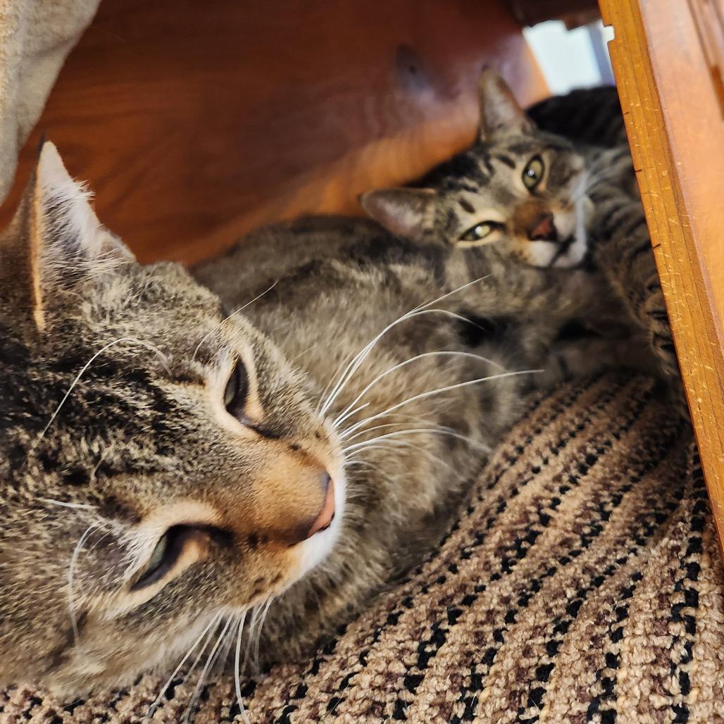 Enlarge Kujo, a Adoptable Domestic Short Hair in Delaware, OH image 2/6