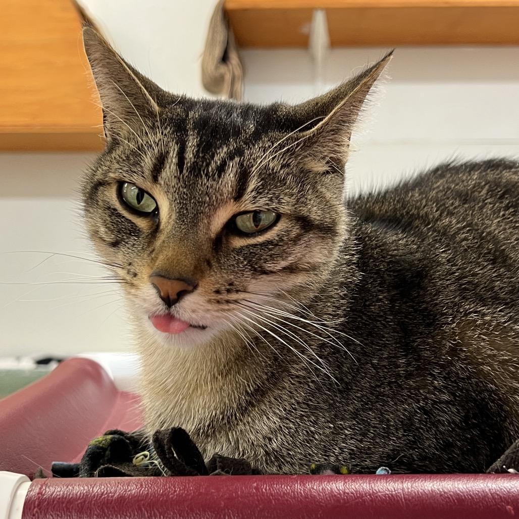 Enlarge Kujo, a Adoptable Domestic Short Hair in Delaware, OH image 3/6