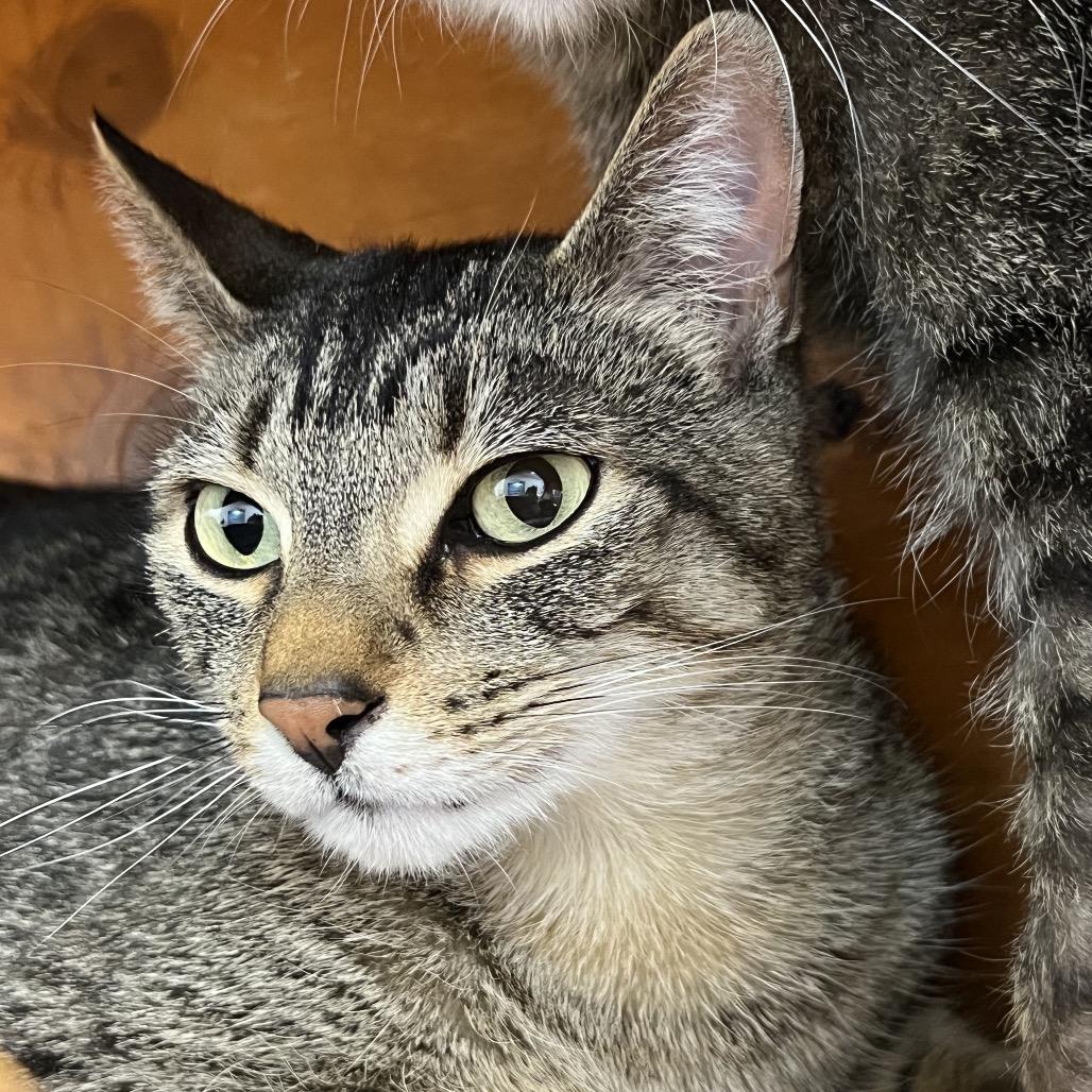 Enlarge Kujo, a Adoptable Domestic Short Hair in Delaware, OH image 4/6