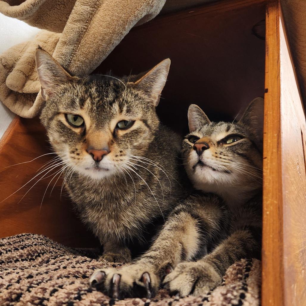 Enlarge Kujo, a Adoptable Domestic Short Hair in Delaware, OH image 5/6