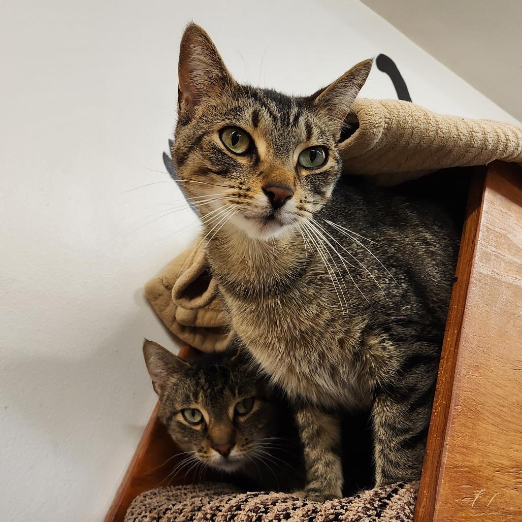 Enlarge Kujo, a Adoptable Domestic Short Hair in Delaware, OH image 6/6