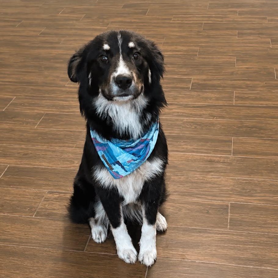Moana, adopted, Young Female Australian Shepherd & Great Pyrenees.