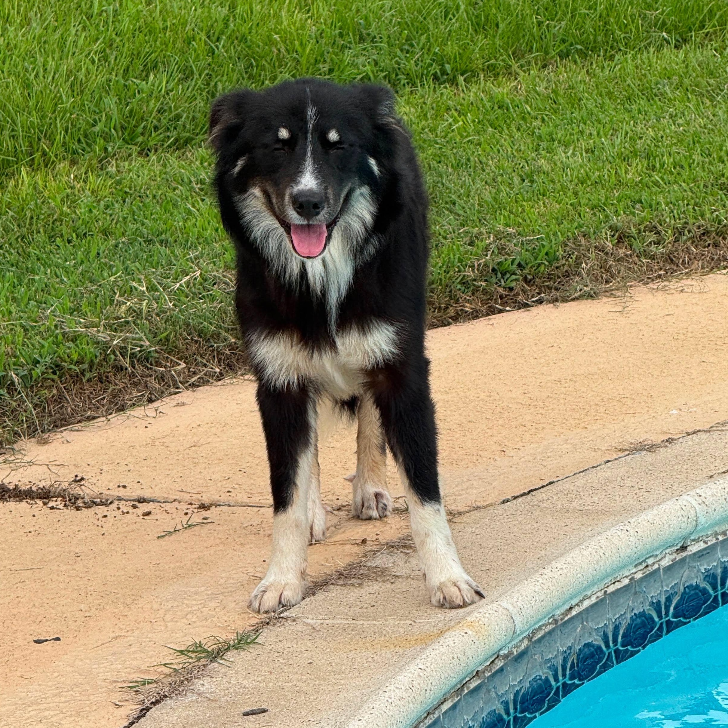 Enlarge Moana, an adopted mixed breed in Winchester, VA image 4/6