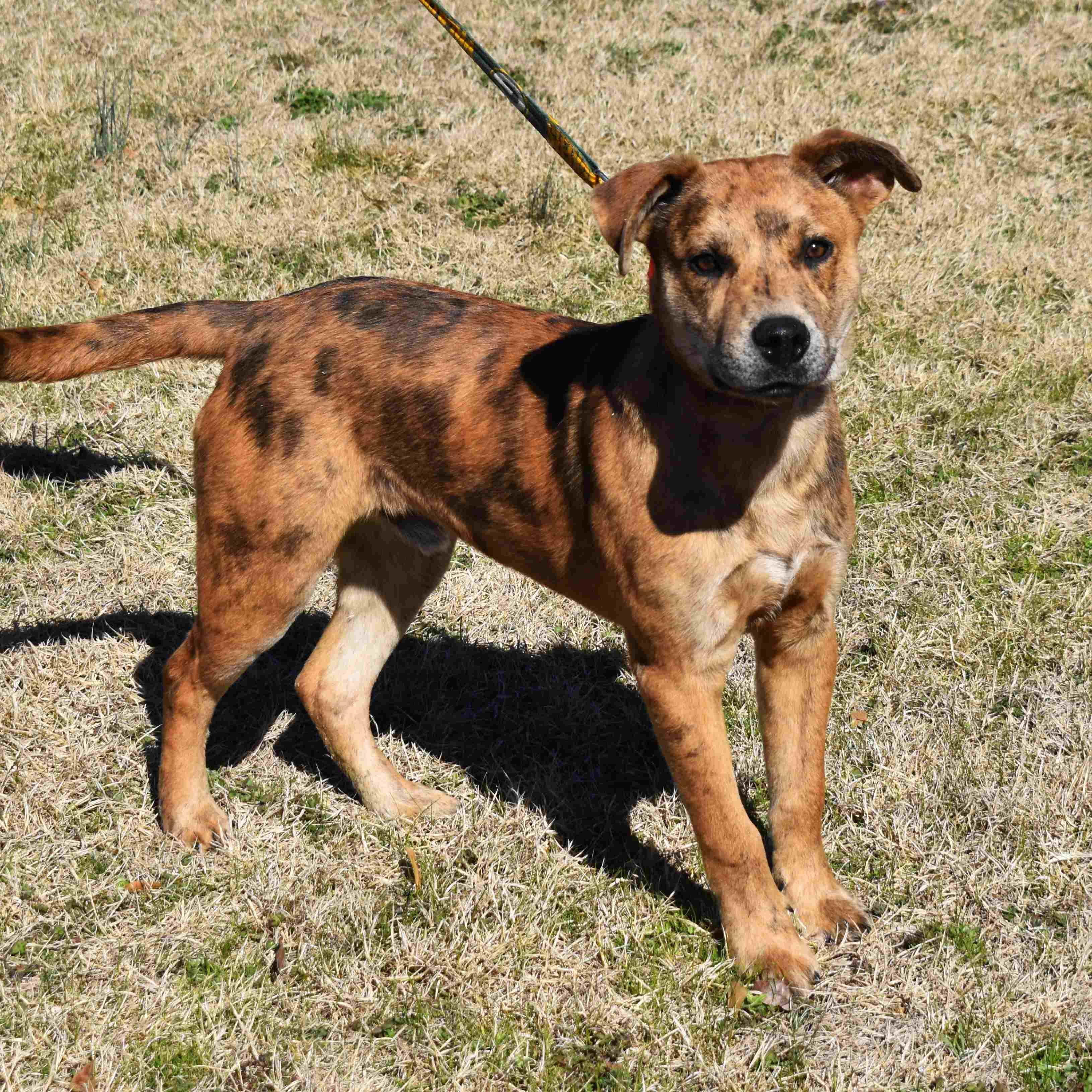 Cash, a ADOPTABLE Mixed Breed in Searcy, AR image 1/6