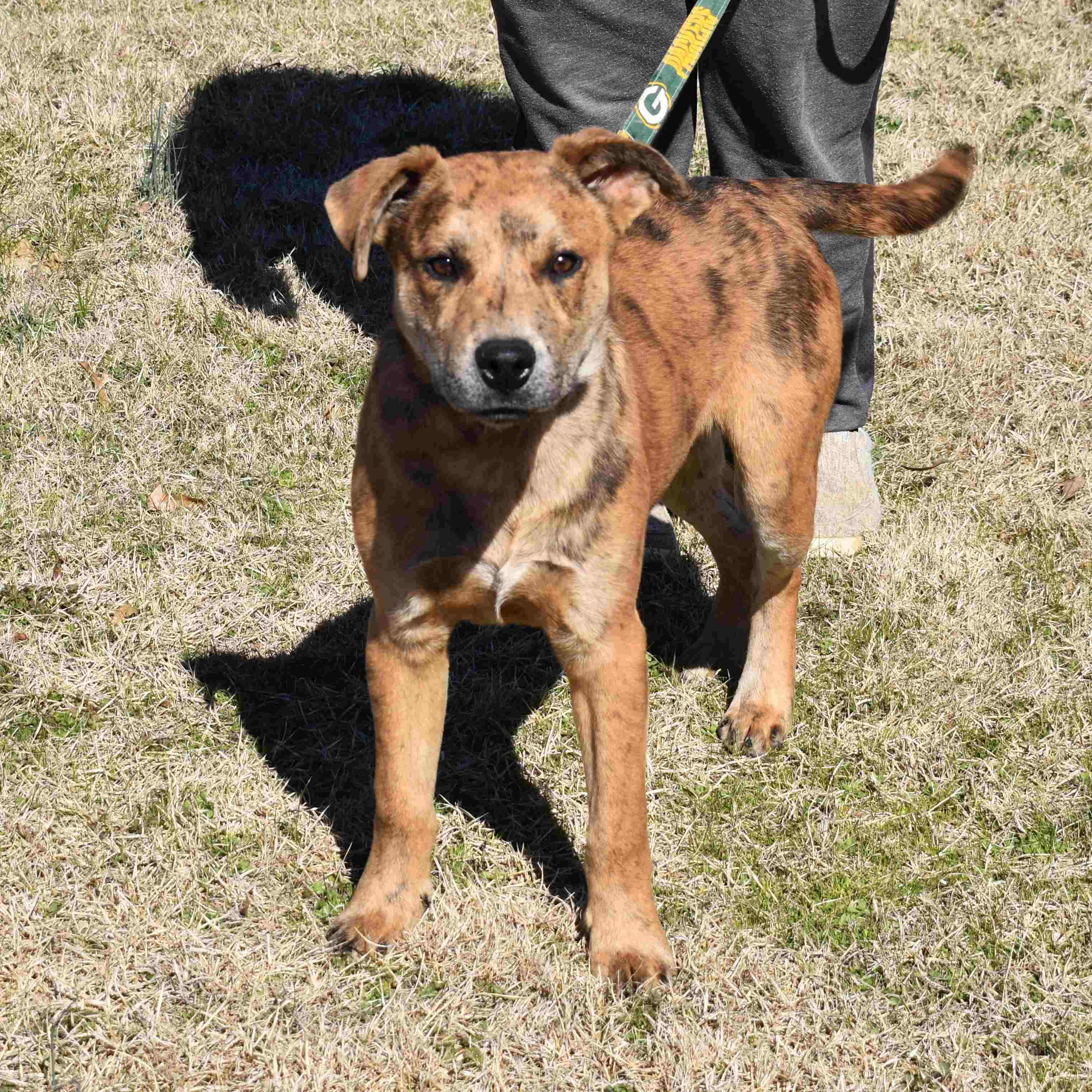 Cash, a ADOPTABLE Mixed Breed in Searcy, AR image 4/6