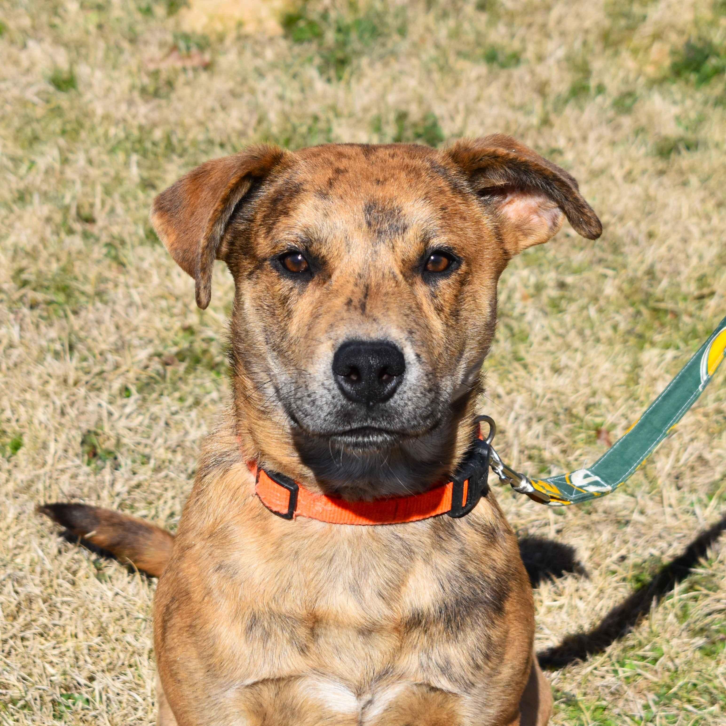 Cash, a ADOPTABLE Mixed Breed in Searcy, AR image 2/6