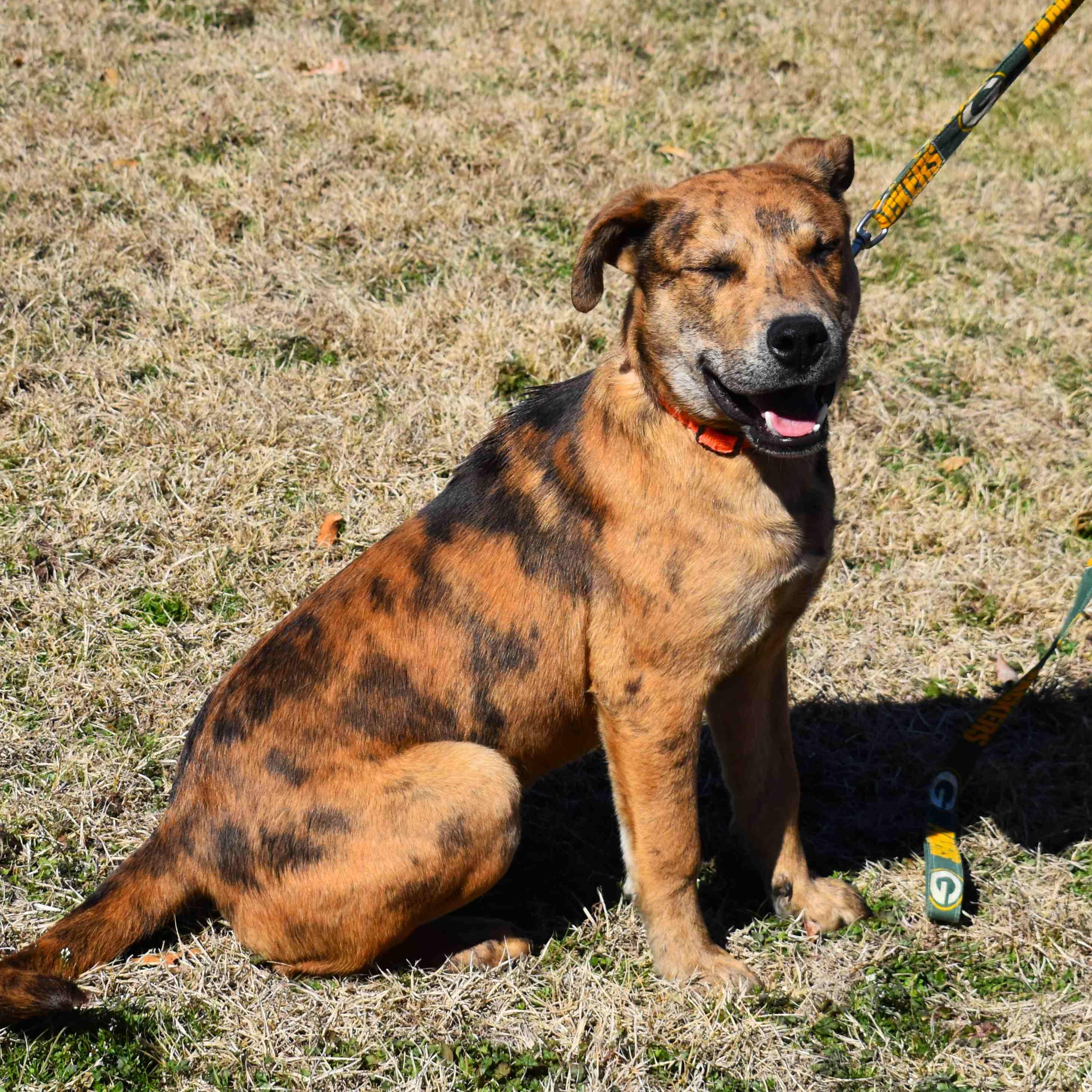 Cash, a ADOPTABLE Mixed Breed in Searcy, AR image 5/6
