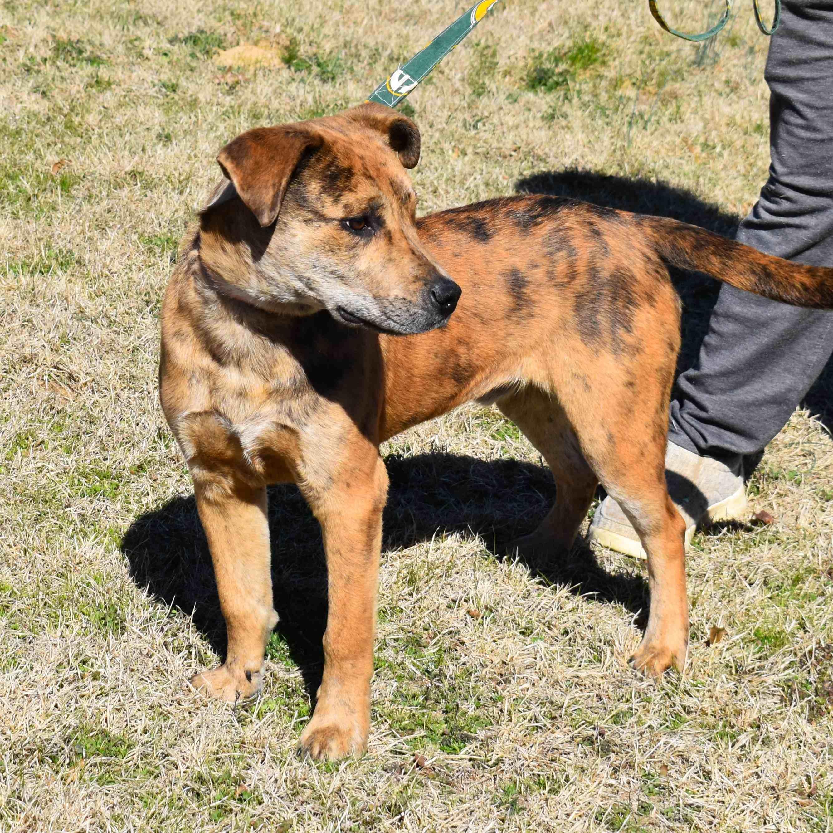 Cash, a ADOPTABLE Mixed Breed in Searcy, AR image 6/6