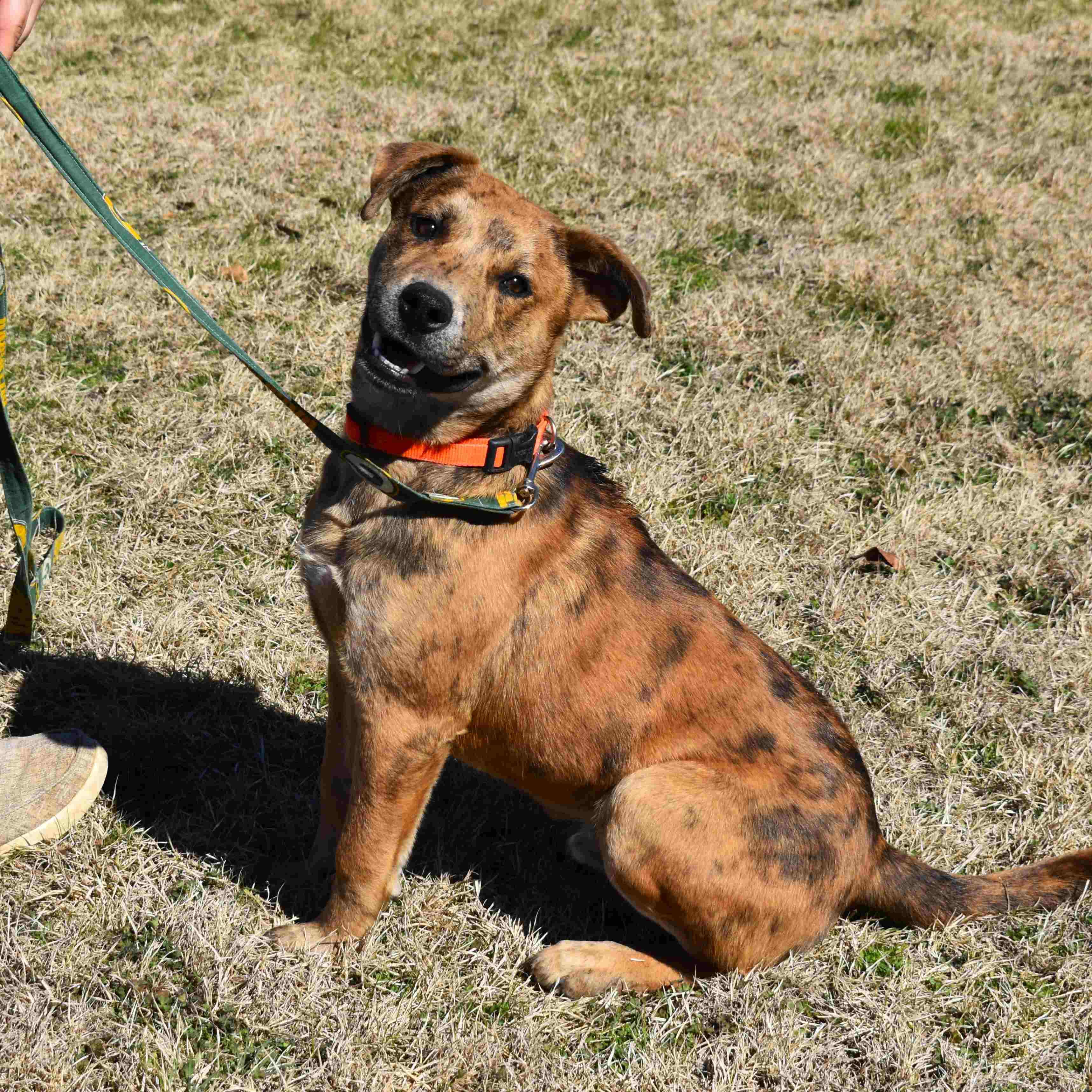 Cash, a ADOPTABLE Mixed Breed in Searcy, AR image 3/6