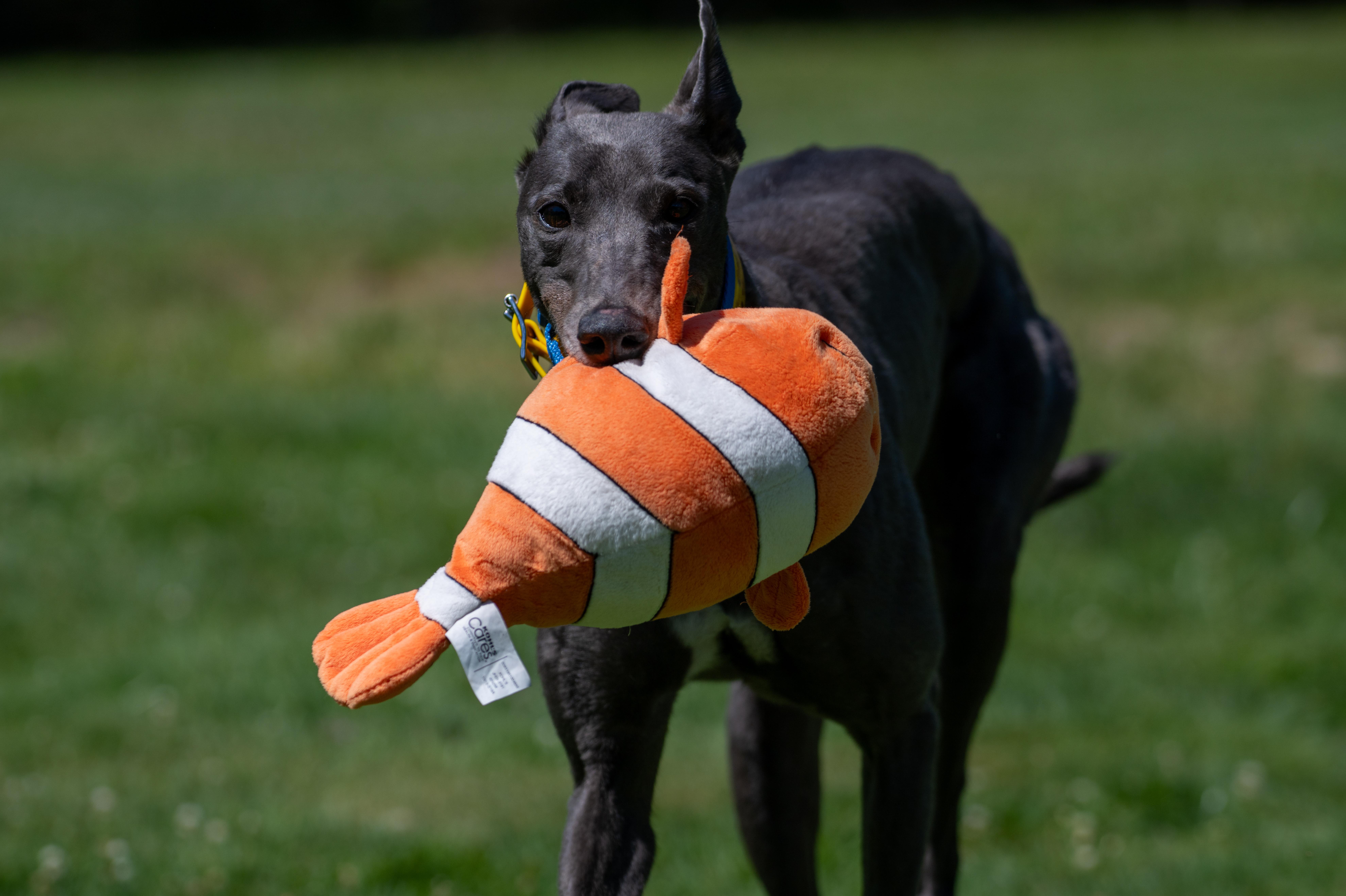 Enlarge Blue of Diamonds "Birdie", a Adopted Greyhound in Chagrin Falls, OH image 2/6