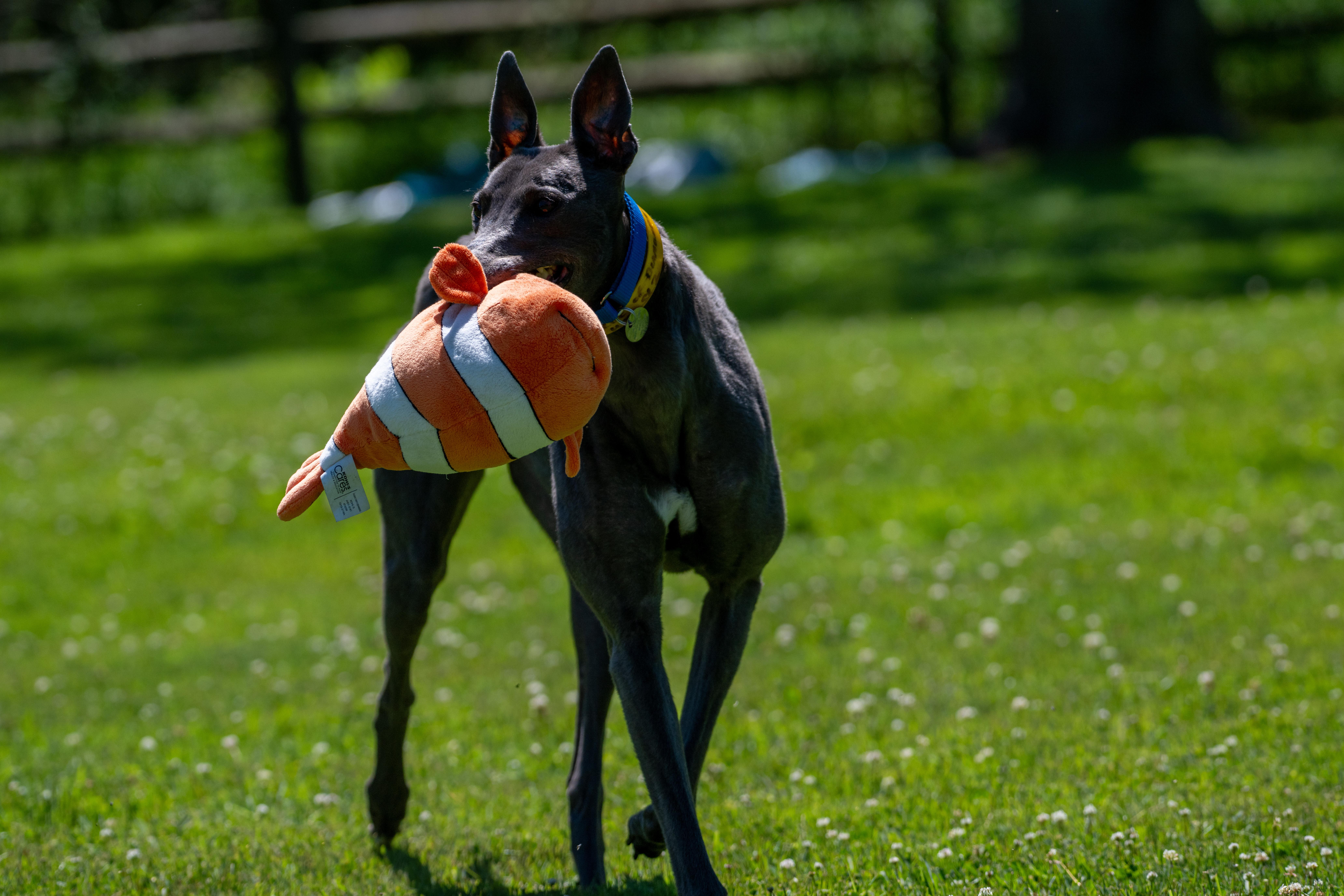 Enlarge Blue of Diamonds "Birdie", a Adopted Greyhound in Chagrin Falls, OH image 6/6