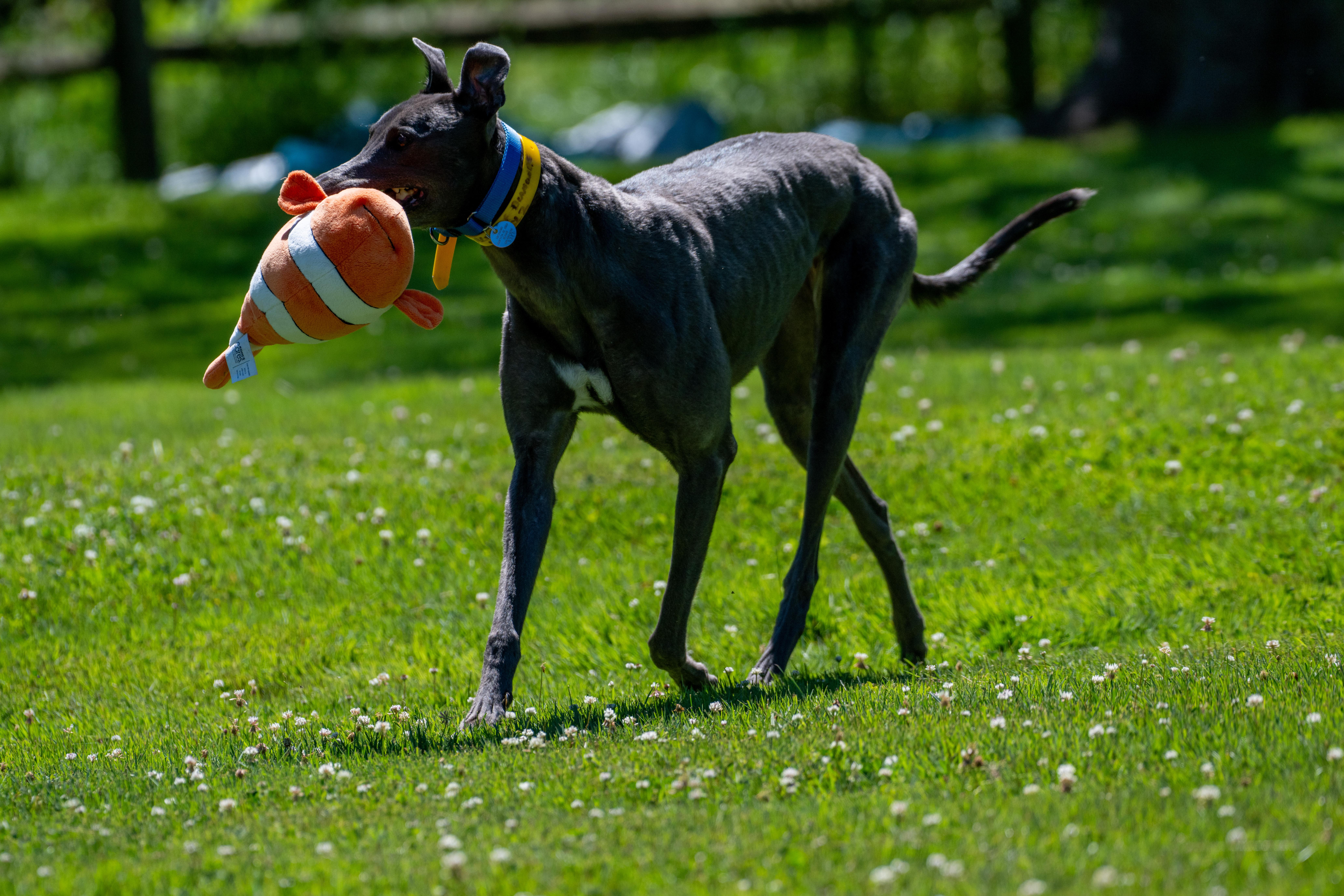 Enlarge Blue of Diamonds "Birdie", a Adopted Greyhound in Chagrin Falls, OH image 4/6