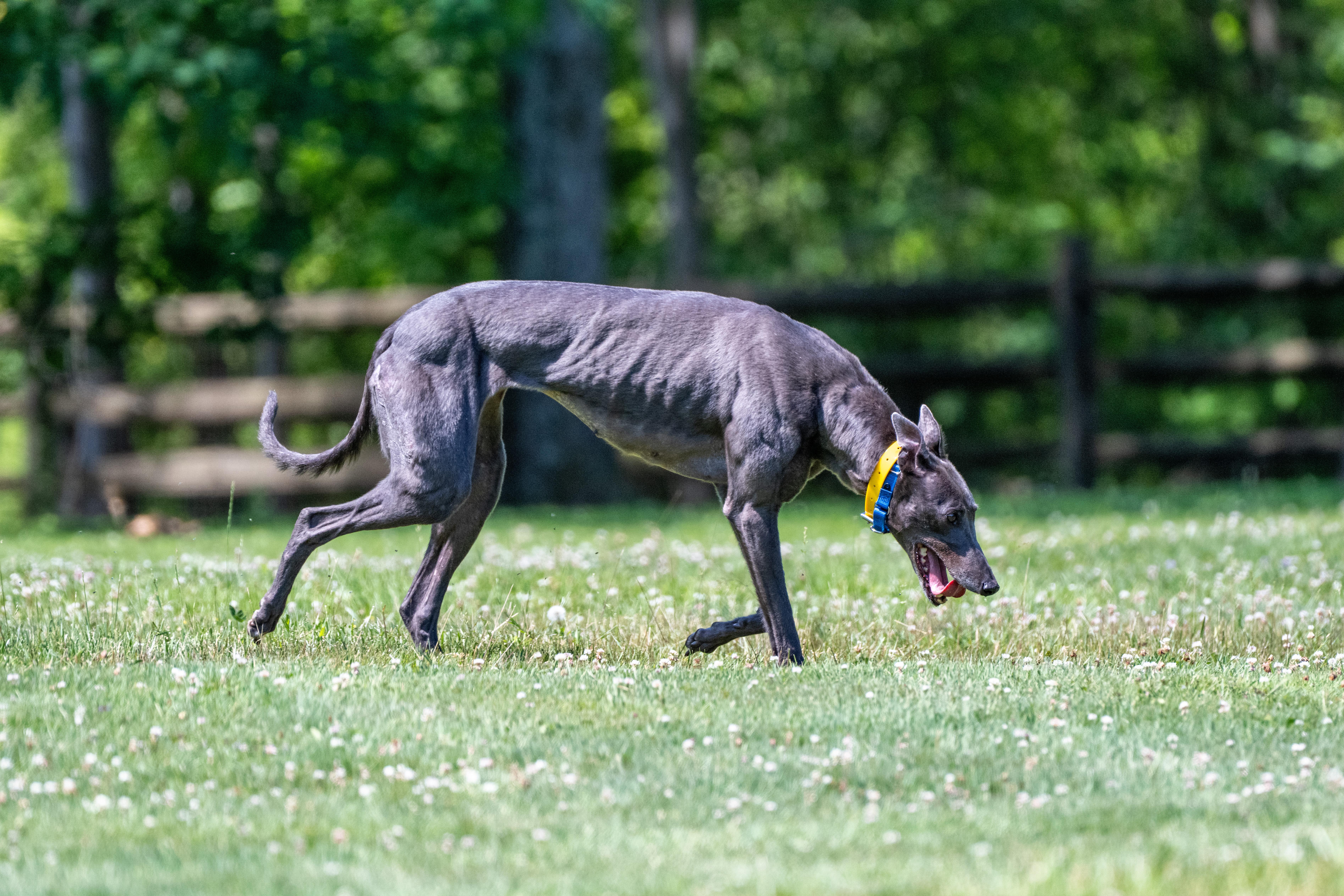 Enlarge Blue of Diamonds "Birdie", a Adopted Greyhound in Chagrin Falls, OH image 5/6