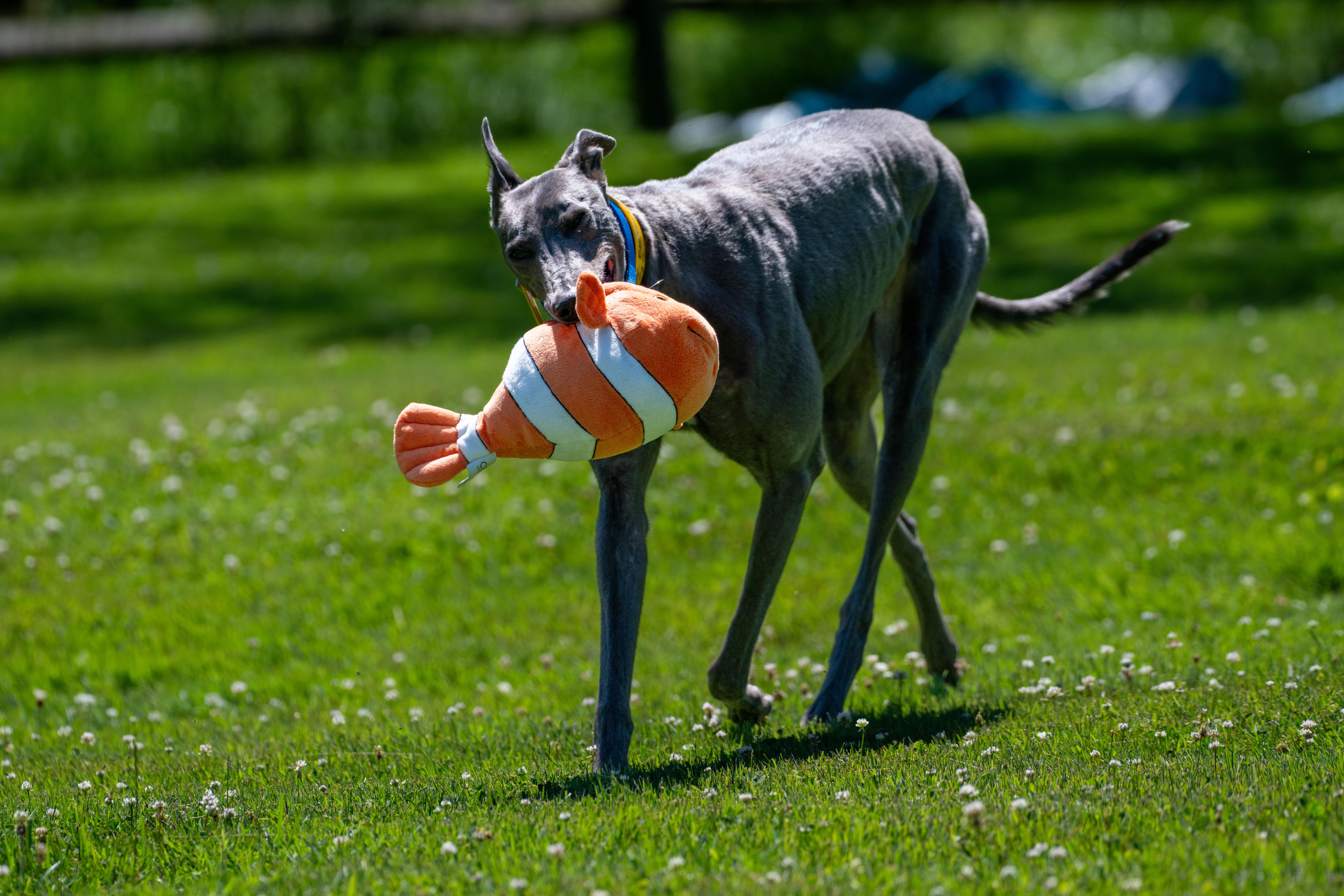 Enlarge Blue of Diamonds "Birdie", a Adopted Greyhound in Chagrin Falls, OH image 3/6