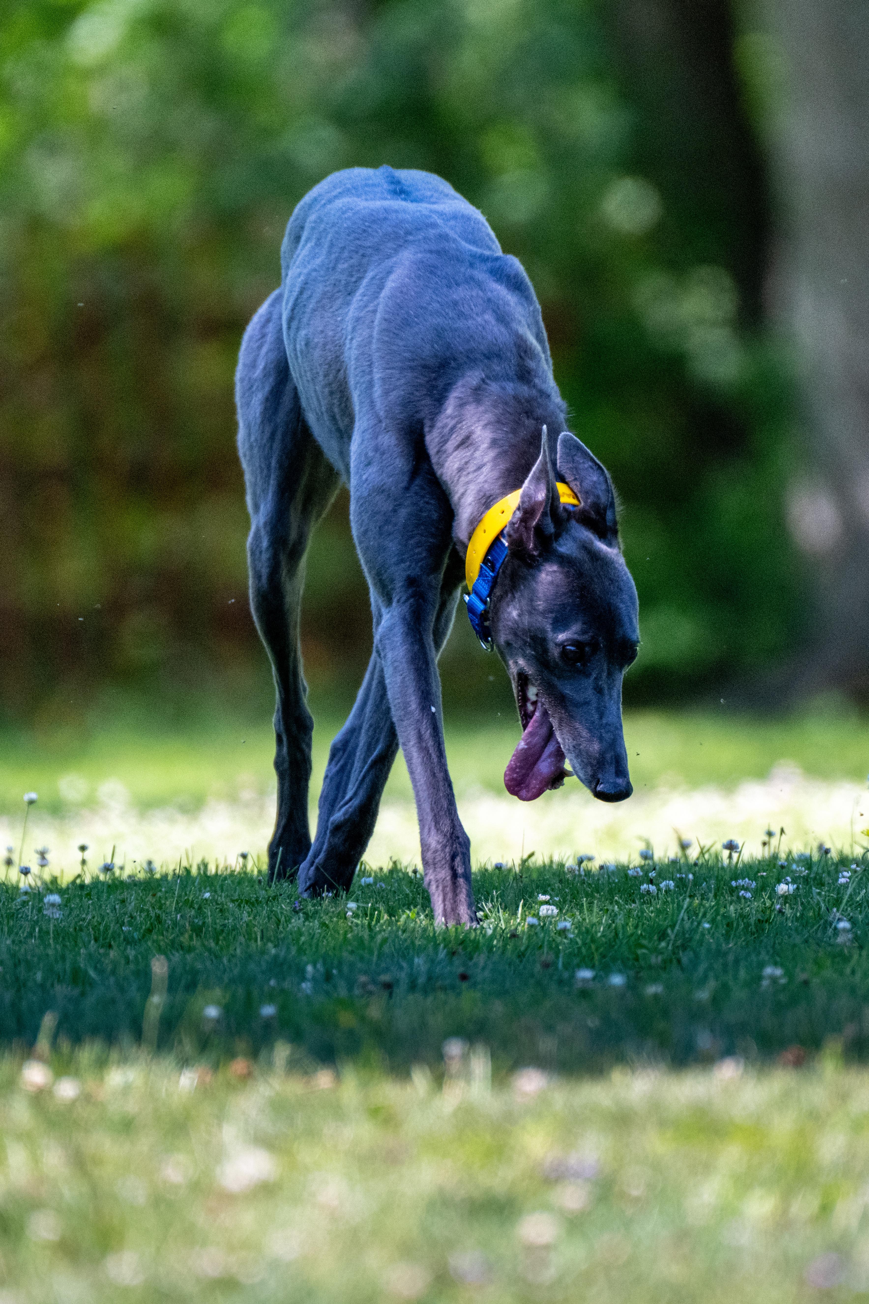 Blue of Diamonds "Birdie", Adopted, Adult Female Greyhound.