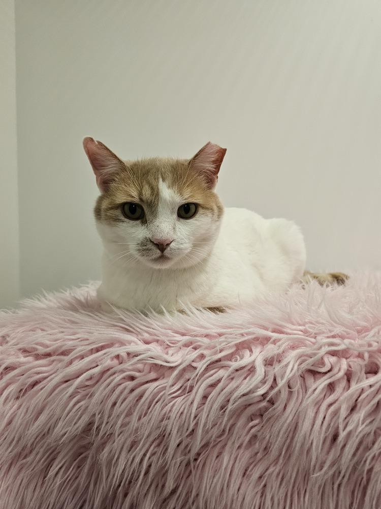 Enlarge **Cat Cafe** Bok Choy, a Adoptable Domestic Short Hair in Topeka, KS image 1/4