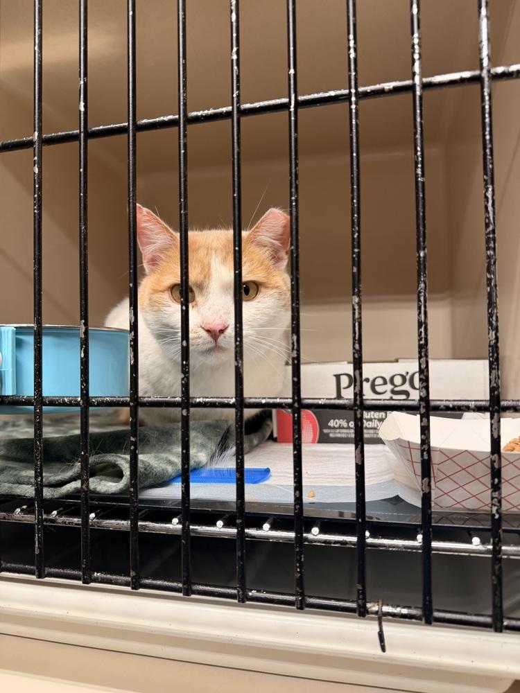 Enlarge **Cat Cafe** Bok Choy, a Adoptable Domestic Short Hair in Topeka, KS image 3/4