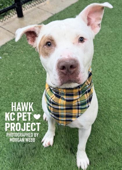 Hawk, Adoptable, Adult Male Pit Bull Terrier & Mixed Breed.