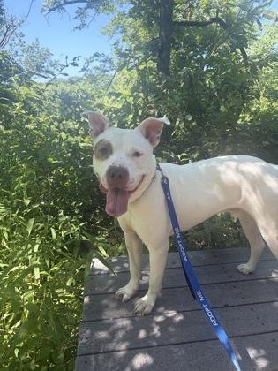 Enlarge Hawk, a Adoptable mixed breed in Kansas City, MO image 3/3