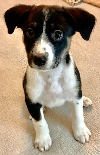 SLIM, Adoptable, Puppy Male Mixed Breed.