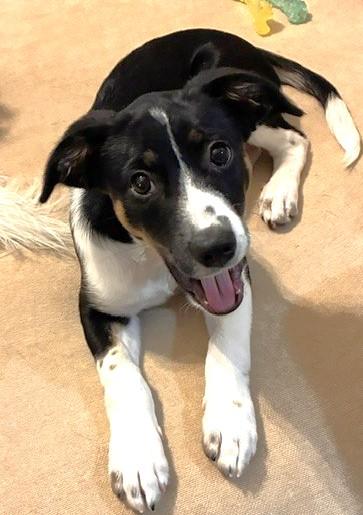 Enlarge SLIM, a Adoptable mixed breed in fort worth, TX image 5/6