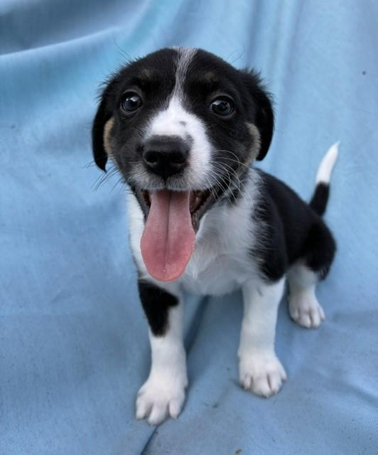 Enlarge SLIM, a Adoptable mixed breed in fort worth, TX image 3/6