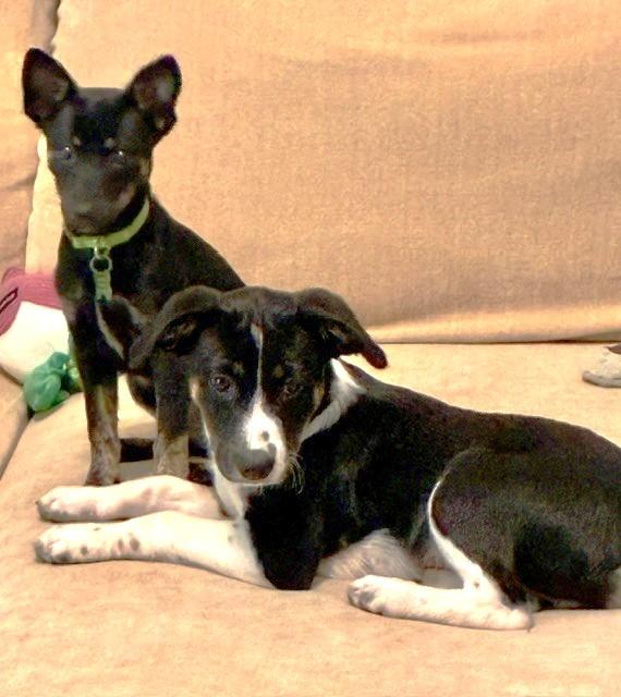 Enlarge SLIM, a Adoptable mixed breed in fort worth, TX image 4/6