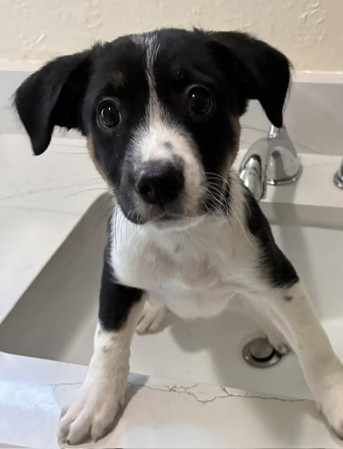 Enlarge SLIM, a Adoptable mixed breed in fort worth, TX image 2/6