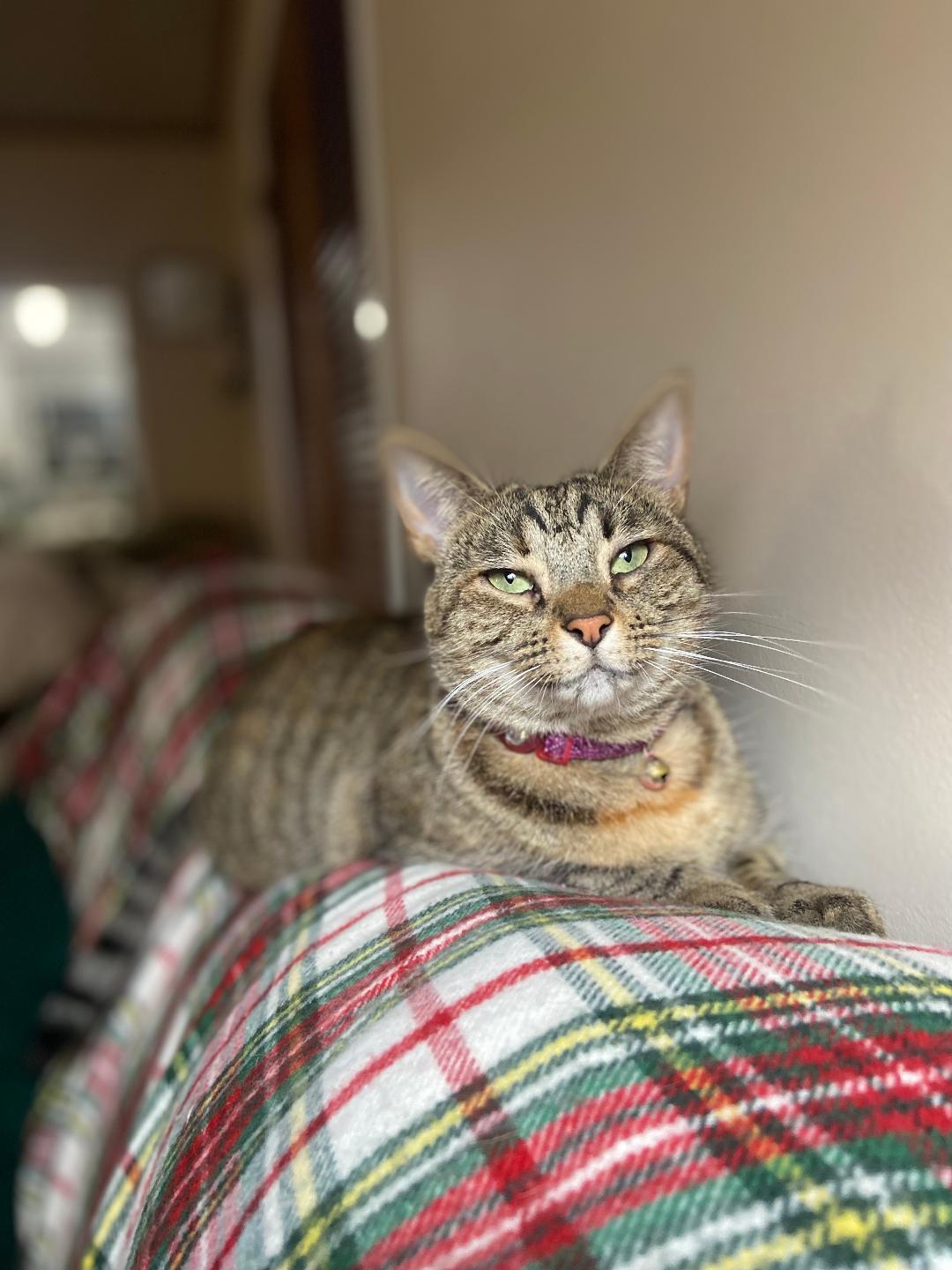 Enlarge Wilma, a Adoptable Domestic Short Hair in Oceanside, CA image 2/3