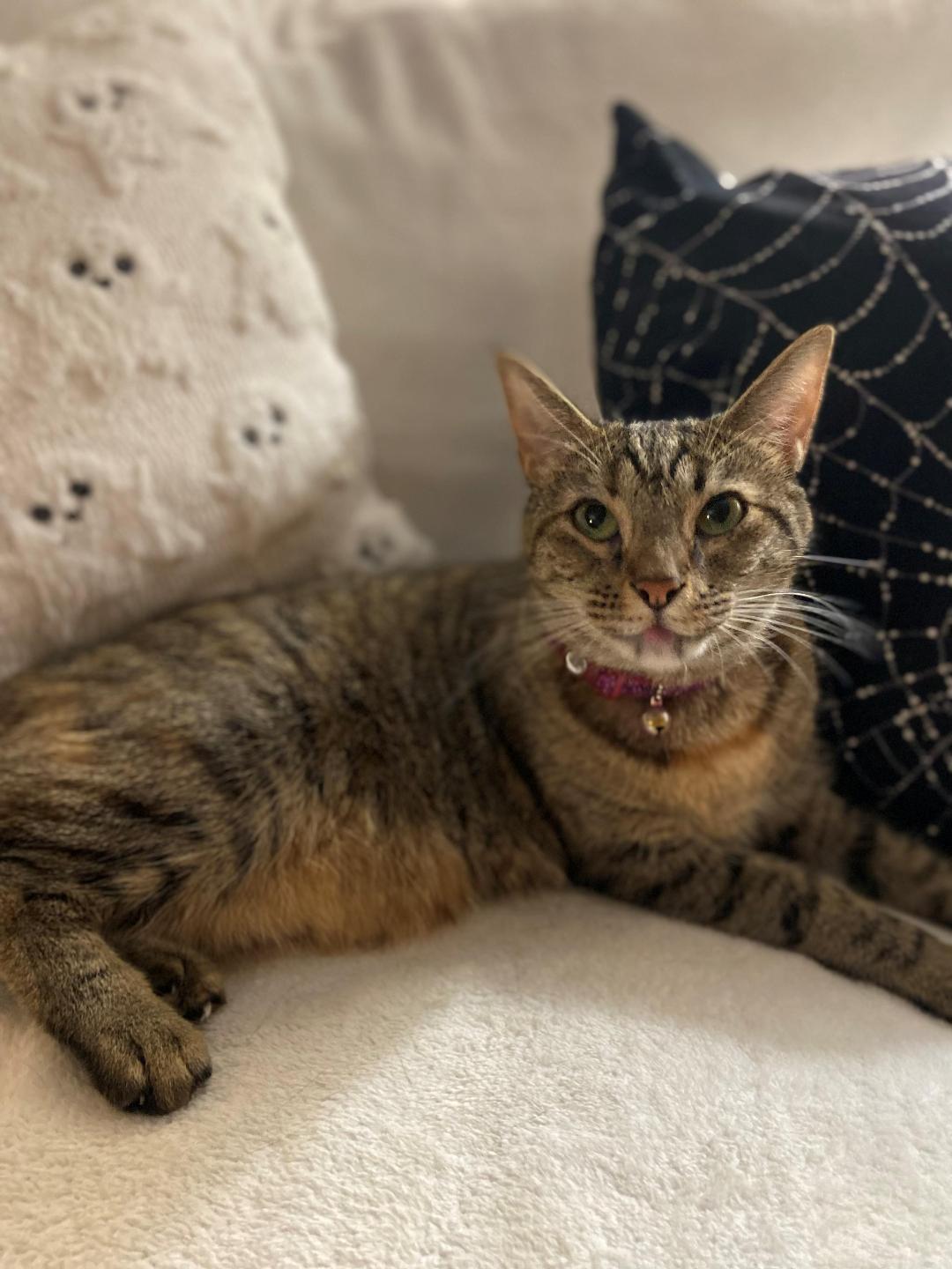 Enlarge Wilma, a Adoptable Domestic Short Hair in Oceanside, CA image 3/3