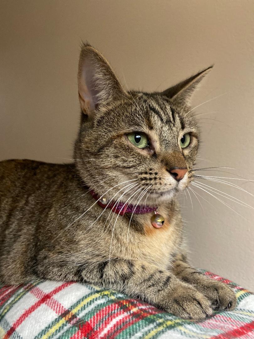 Enlarge Wilma, a Adoptable Domestic Short Hair in Oceanside, CA image 1/3