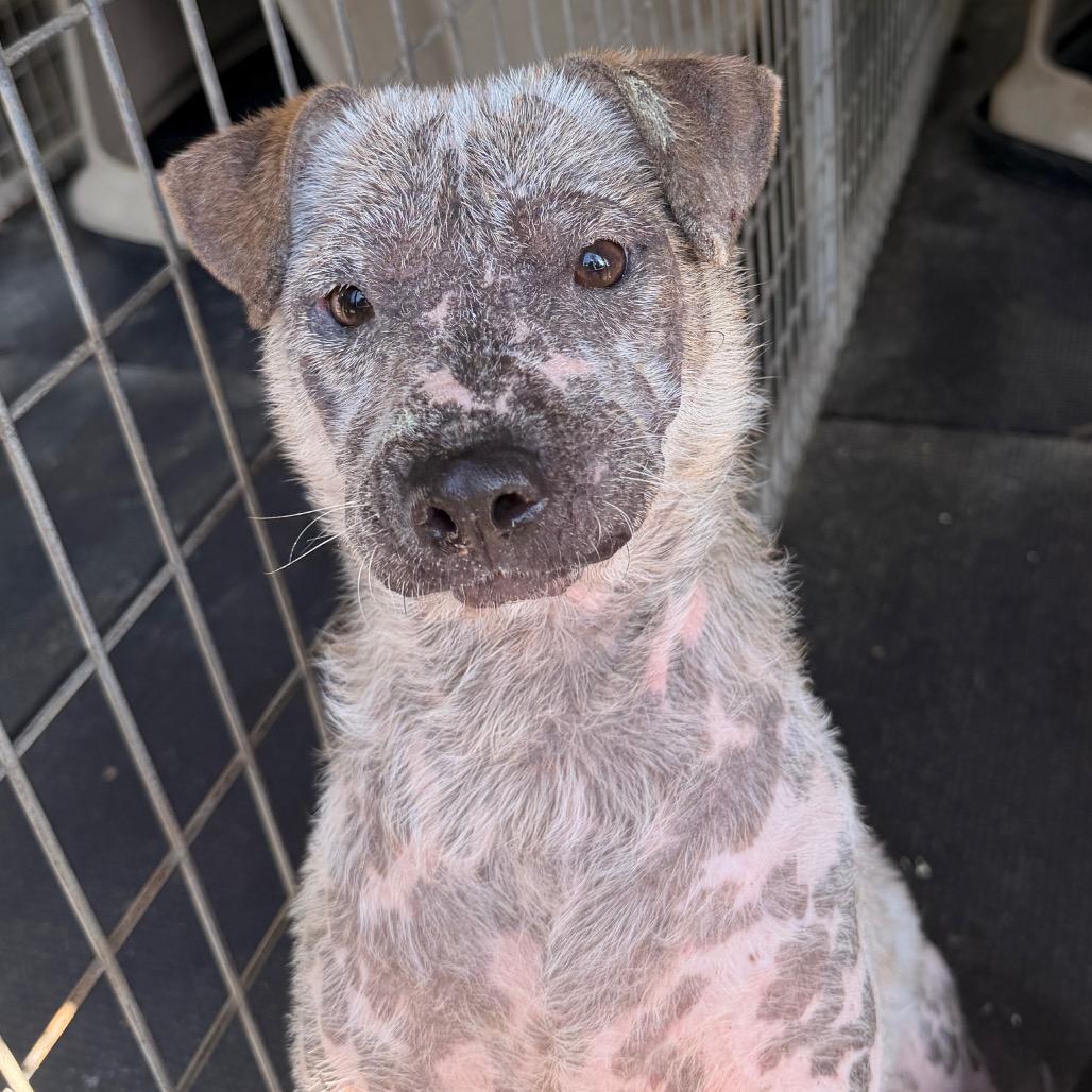 Enlarge Dutton(Snowflake), a Adoptable Cattle Dog in Evensville, TN image 1/2