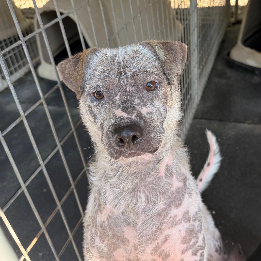 Enlarge Dutton(Snowflake), a Adoptable Cattle Dog in Evensville, TN image 2/2