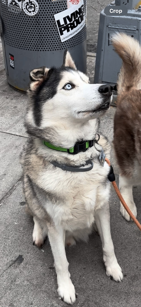 Amadeus, Adopted, Adult Male Siberian Husky.