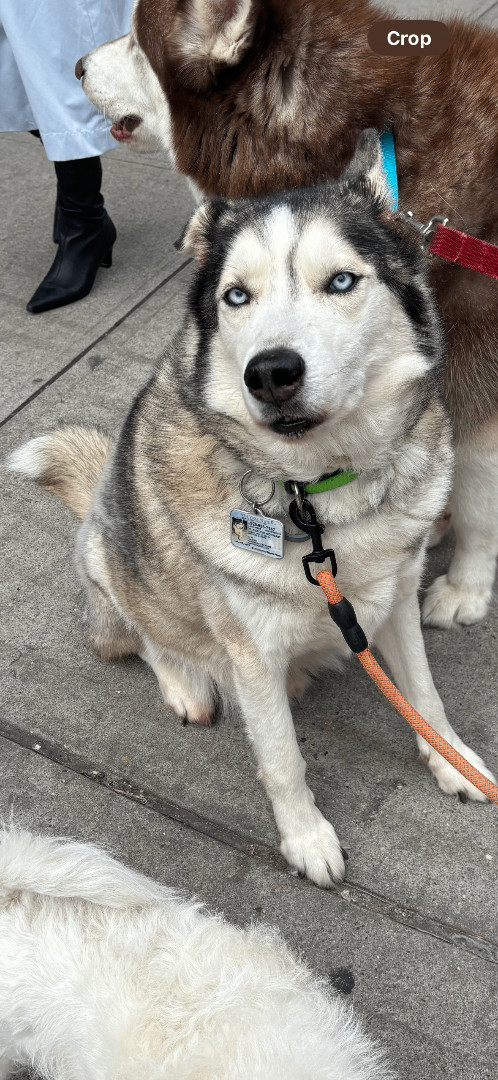 Enlarge Amadeus, a Adopted Siberian Husky in new york, NY image 3/4
