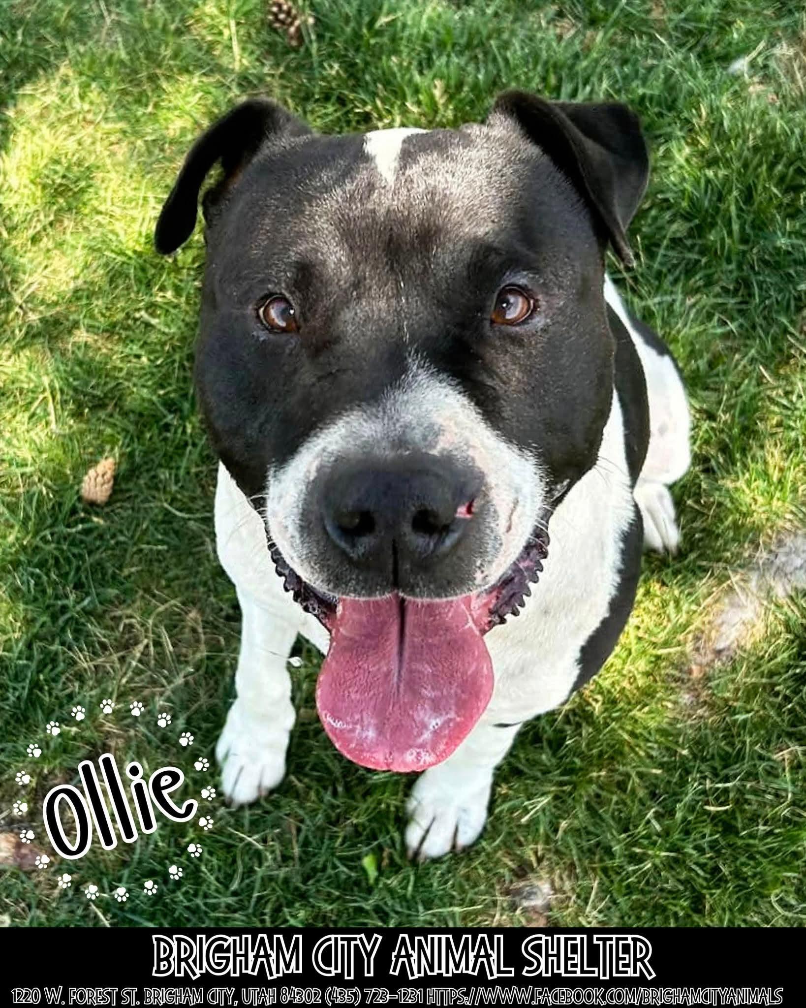 Ollie, an adoptable Pit Bull Terrier in Brigham City, UT, 84302 | Photo Image 1