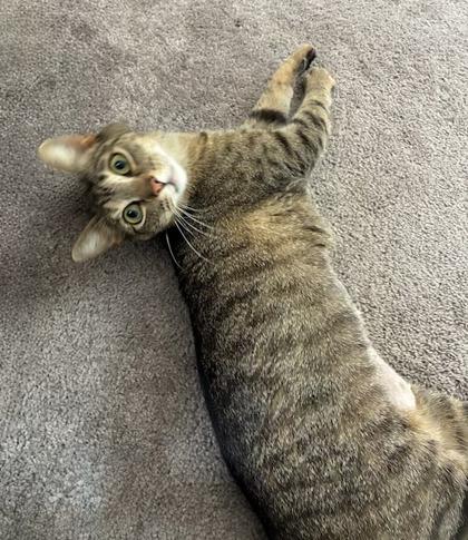 Mici 51888, a ADOPTABLE Domestic Short Hair in Oklahoma City, OK image 1/3