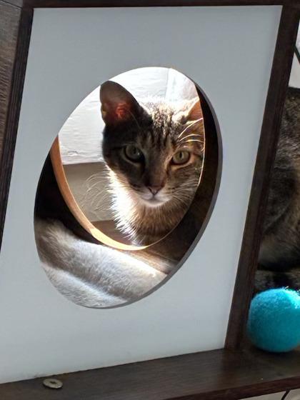 Mici 51888, a ADOPTABLE Domestic Short Hair in Oklahoma City, OK image 3/3