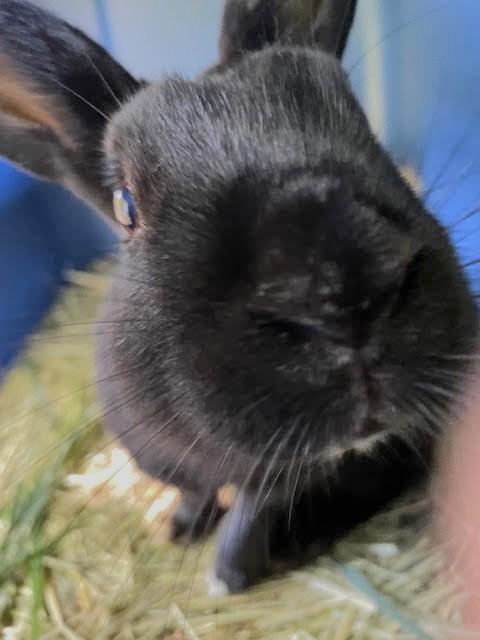 Brindle, Adoptable, Adult Male Bunny Rabbit.