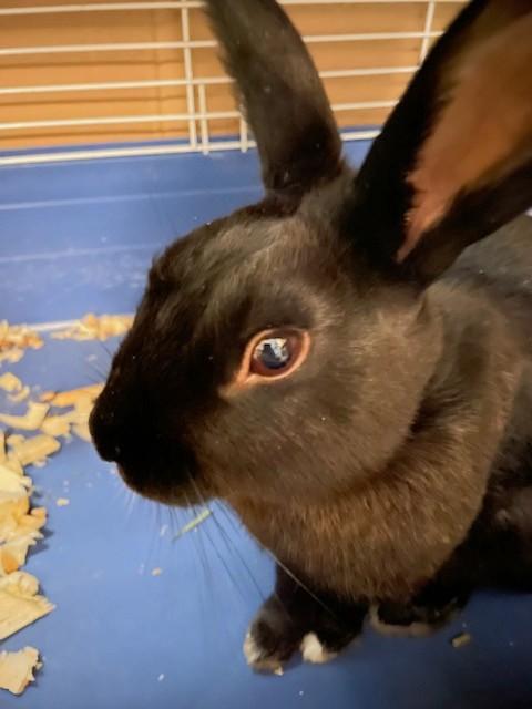 Enlarge Brindle, a Adoptable mixed breed in Utica, NY image 2/4