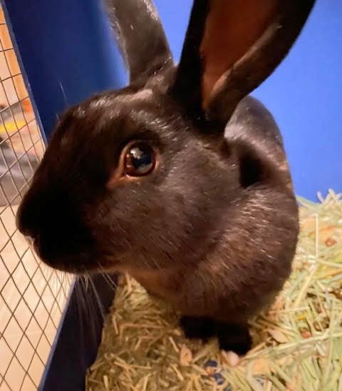 Enlarge Brindle, a Adoptable mixed breed in Utica, NY image 4/4