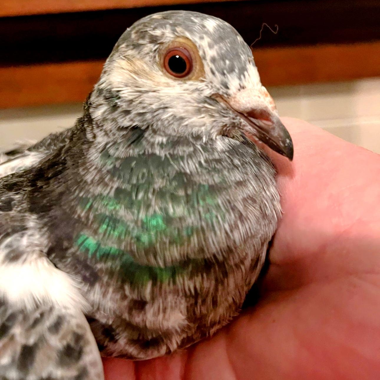 Cointreau, adoptable, Adult Male Pigeon.