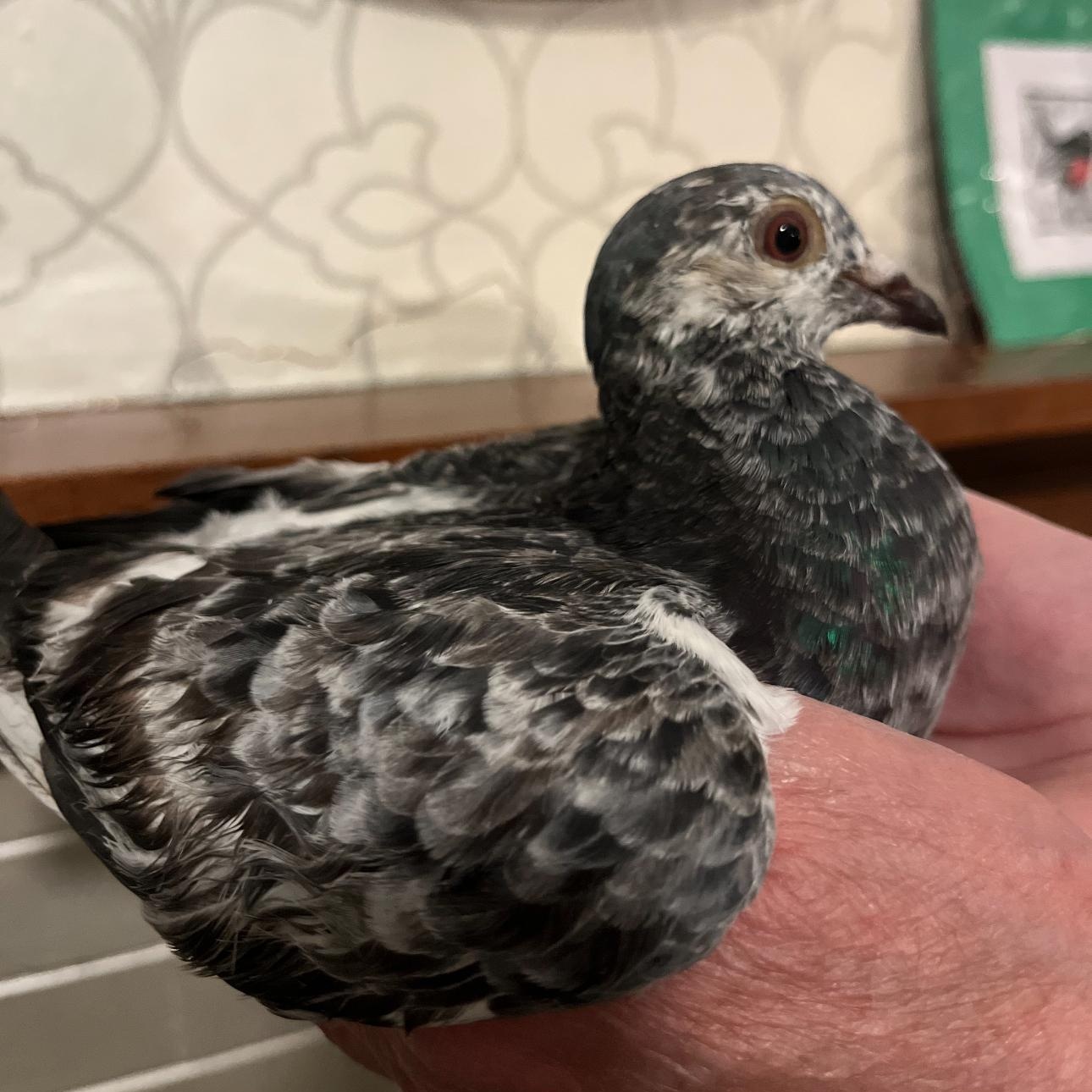 Enlarge Cointreau, an adoptable Pigeon in Chicago, IL image 2/3