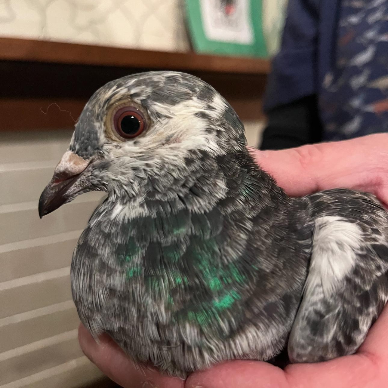 Enlarge Cointreau, an adoptable Pigeon in Chicago, IL image 3/3