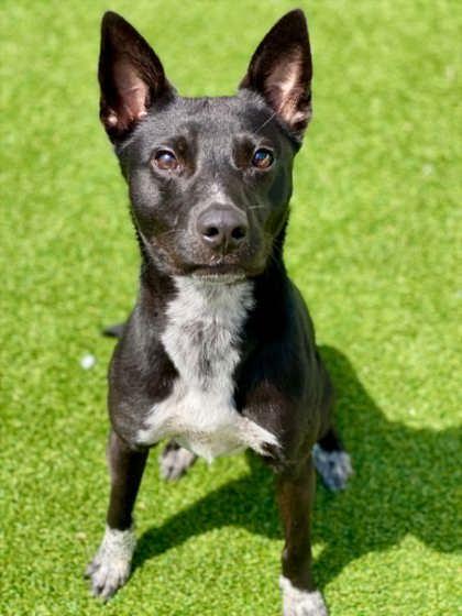 Maverick, a Adoptable mixed breed in Munster, IN image 1/2