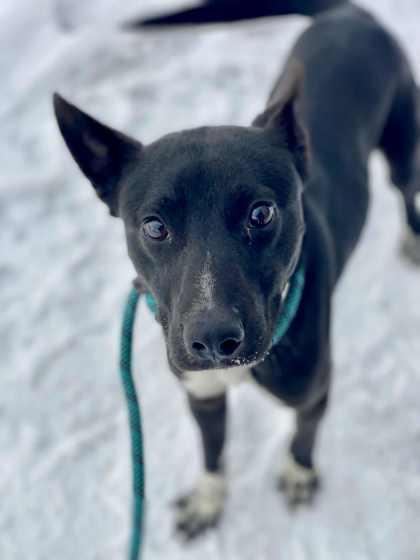 Maverick, a Adoptable mixed breed in Munster, IN image 2/2