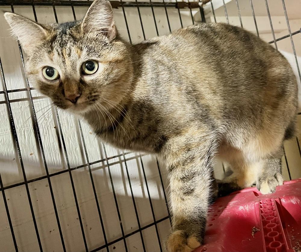 Indigo, Adoptable, Kitten Female Domestic Short Hair.