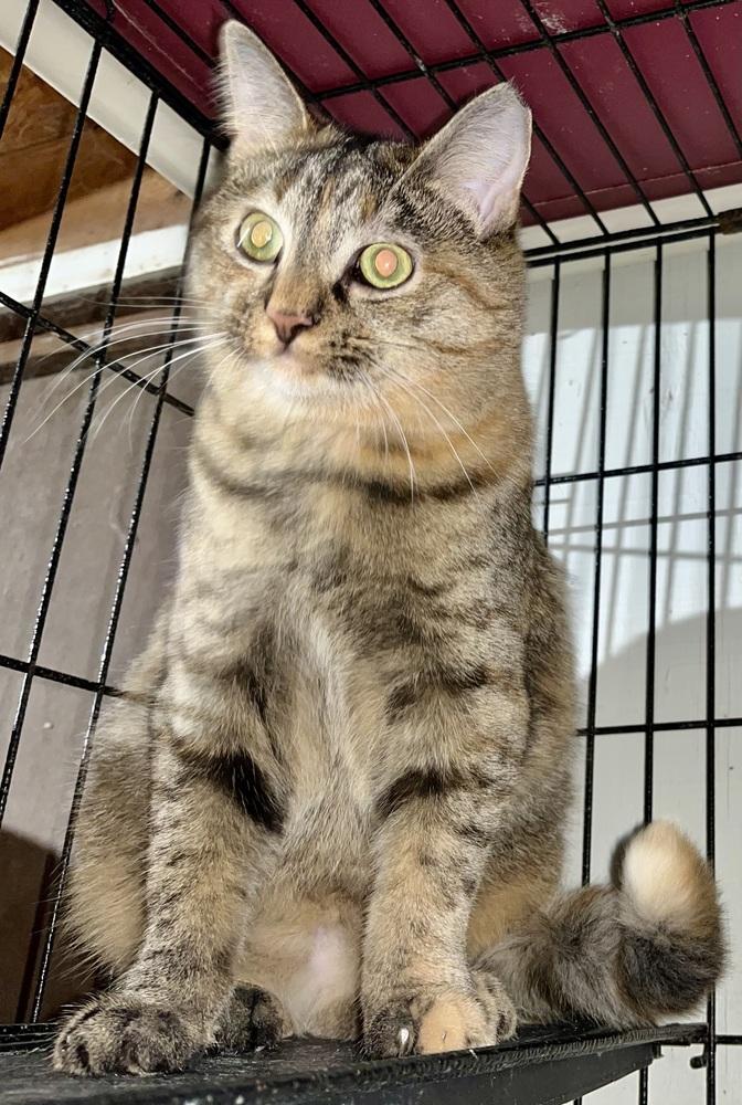 Indigo, Adoptable, Kitten Female Domestic Short Hair.