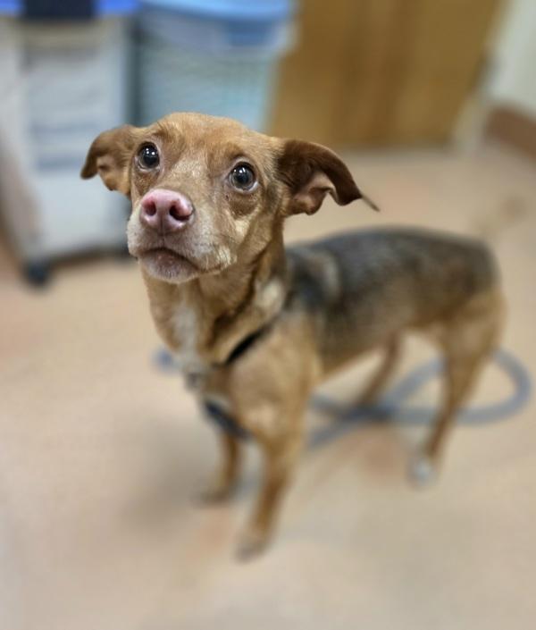 Slinky, Adoptable, Adult Male Chihuahua.