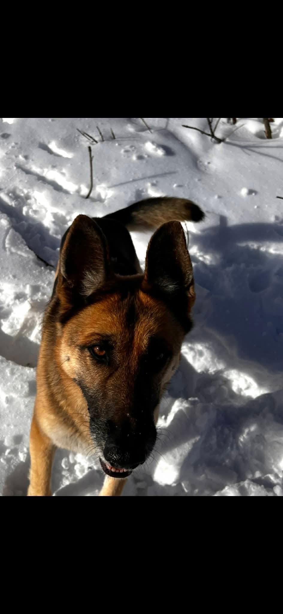 Enlarge Katie, a ADOPTABLE German Shepherd Dog in Willington, CT image 3/4